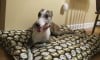 Pets of the week