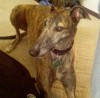 Pets of the week