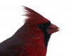 Winging it