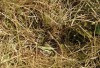 Gardening-Stressed Turf