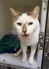 Pets of the week