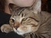 Fritzy