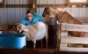 NWI farms face stricter federal rules that ban many tasks for minors