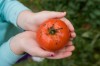 South Haven kindergartners reap rewards of teaching garden