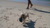 The never-ending debate about dogs on the beach