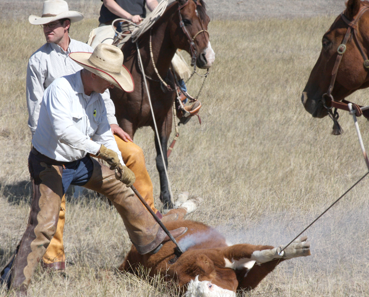 An oldfashioned calf branding party Onida Watchman News