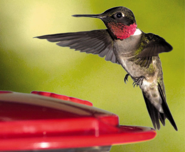 pets spring means yard work for hummingbird watchers pets spring means yard work for hummingbird watchers