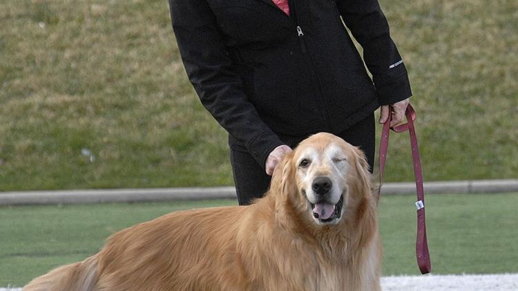 Photos: Coach's dog finds love after football practice