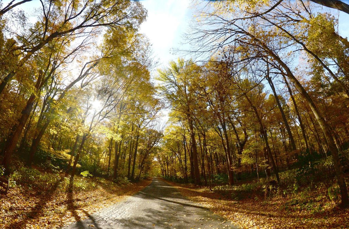 photos fall colors at funks grove pantagraph photos fall colors at funks grove pantagraph