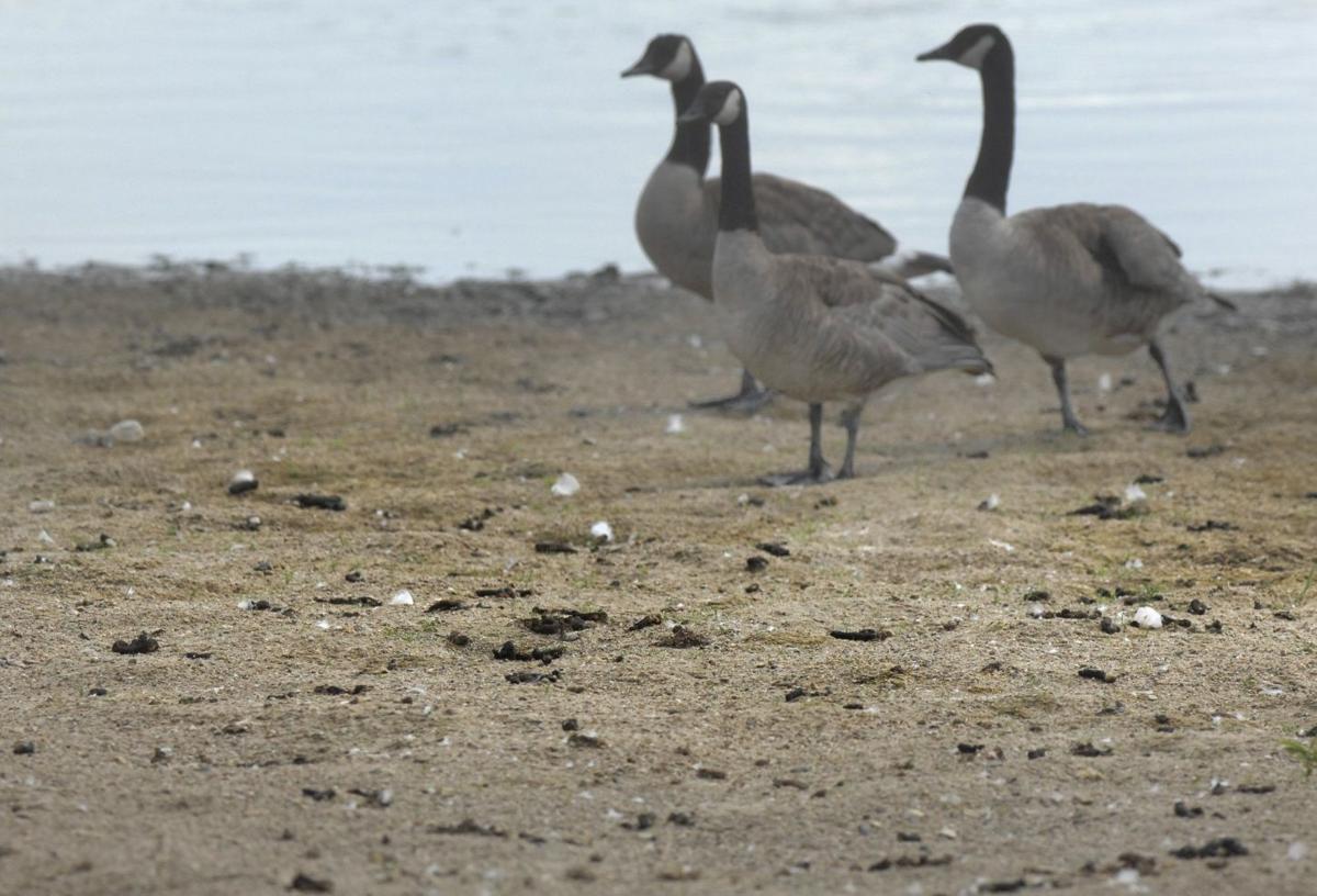Goose nuisance Birds at home in Central Illinois — like it or not