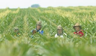 Teens drawn to cash rewards of detasseling corn | Money | pantagraph.com