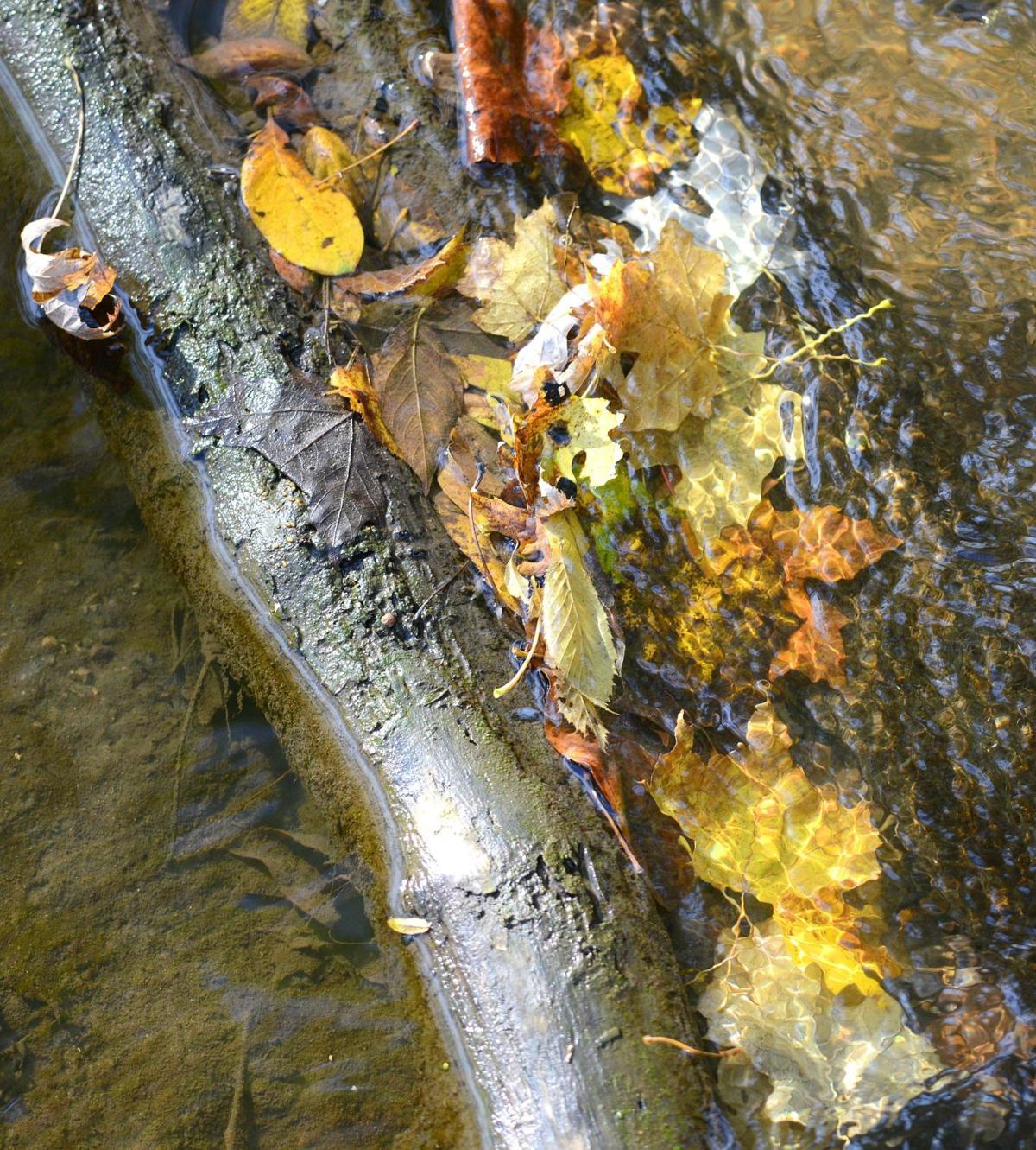 photos fall colors at funks grove pantagraph photos fall colors at funks grove pantagraph