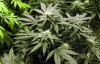 Illinois Legalize Weed 2013