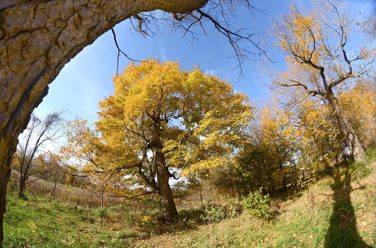 photos fall colors at funks grove pantagraph photos fall colors at funks grove pantagraph