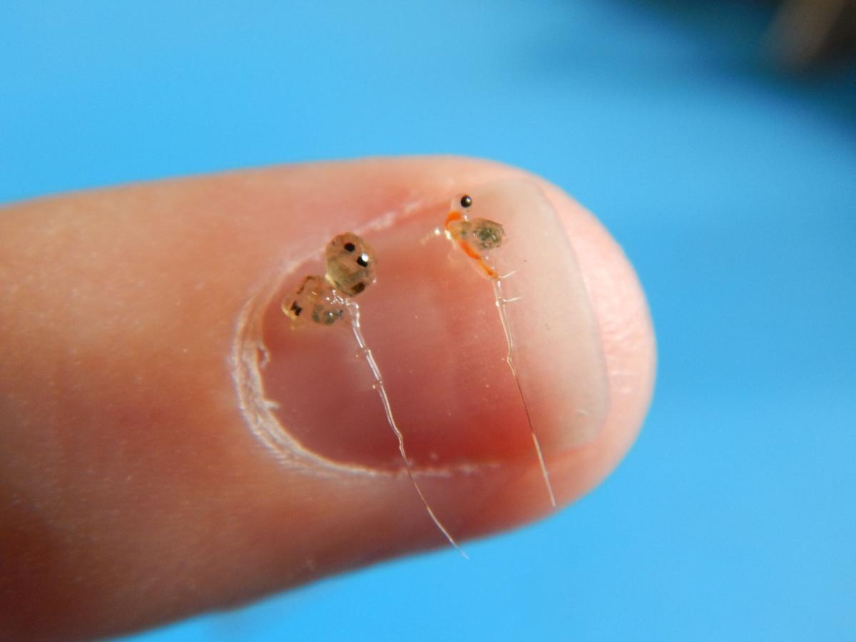 Spiny water flea confirmed in Indian Lake Adirondack Outdoors