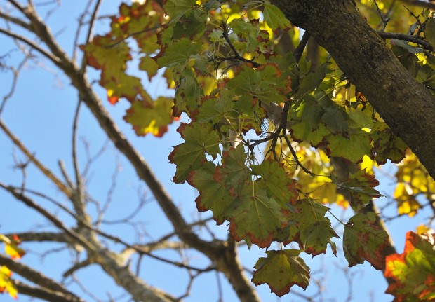 maple tree decline glens falls maple trees in decline turn early as they die local poststar maple tree decline glens falls maple trees in decline turn early as they die local poststar