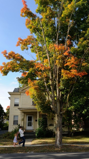 maple tree decline glens falls maple trees in decline turn early as they die local poststar maple tree decline glens falls maple trees in decline turn early as they die local poststar
