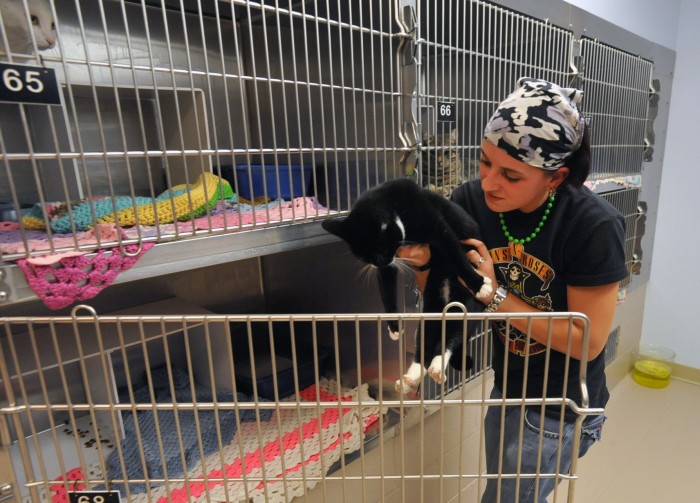 animal cruelty5075271.jpg