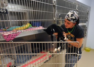 animal cruelty5075271.jpg