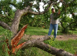 derecho farms