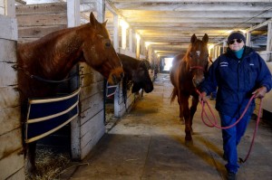 Rodeo - Lynne Winkers
