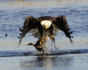 eagle