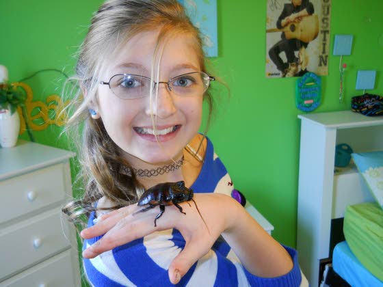 Loved bugs: Some insects make good pets