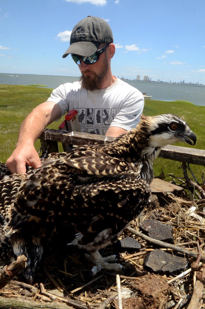 sandy osprey banding