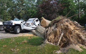 shepherd drive