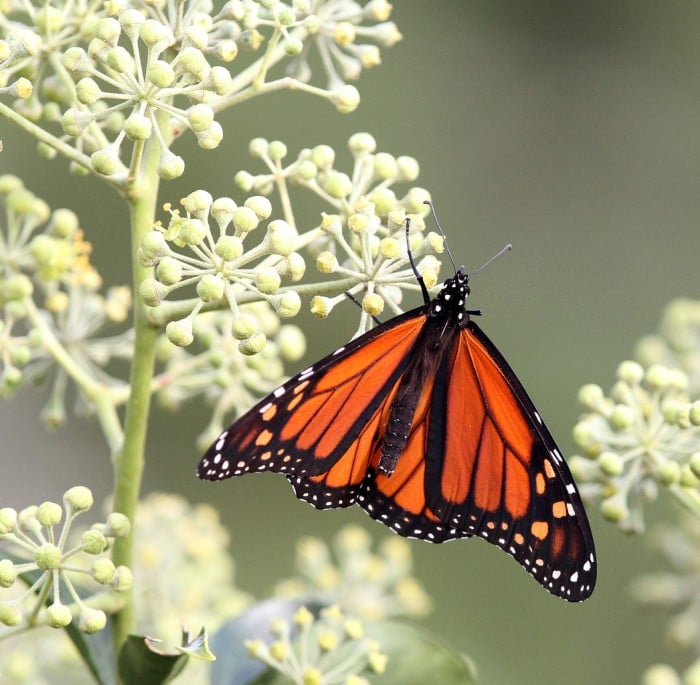 Monarch Butterfies in Cape May Point Photo Galleries