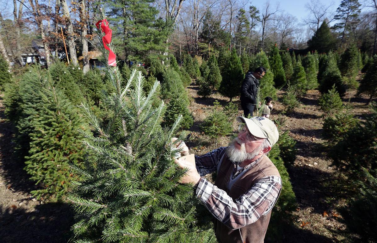 recent rains mean better trees for christmas breaking recent rains mean better trees for christmas breaking