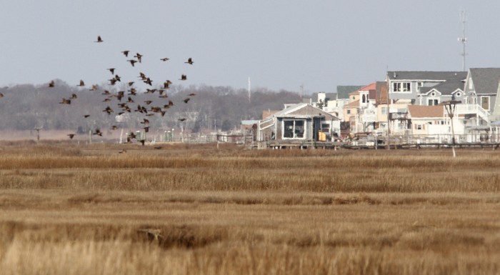Wetlands92473510.jpg