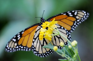 Butterfly Loss