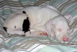 Pets: Deaf dogs can make good pets with training, love