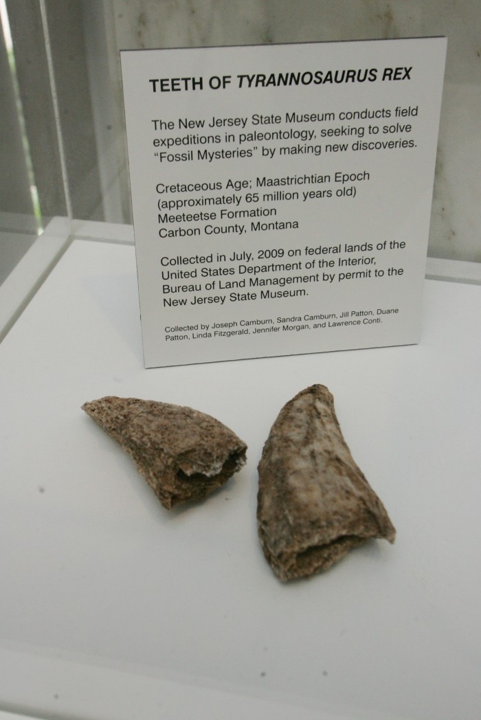 FOSSILS