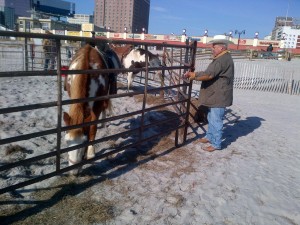 Horses on beach