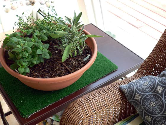 Indoor herb gardening can yield home remedies