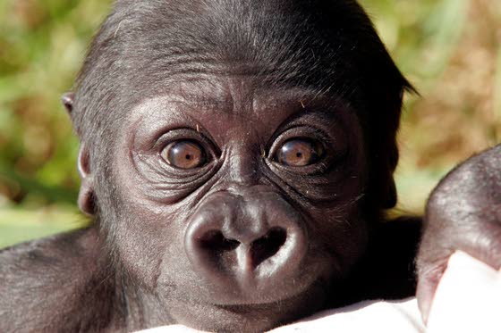 Awww ... animal babies make conservation cute