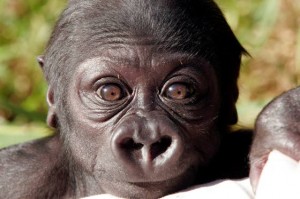 Awww ... animal babies make conservation cute