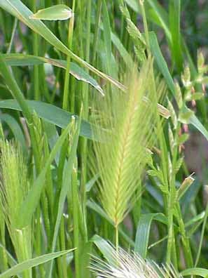 Avoid crafty foxtails on dog walks or risk pet undergoing anesthesia