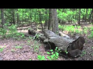 Logging on State-Owned Land