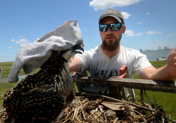 sandy osprey banding