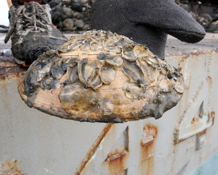 Oysters