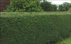 Green Thumbs: Japanese holly bushes add privacy and keep others out of yard