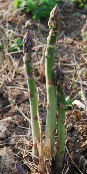 Salt water from Hurricane Sandy should not harm asparagus plants