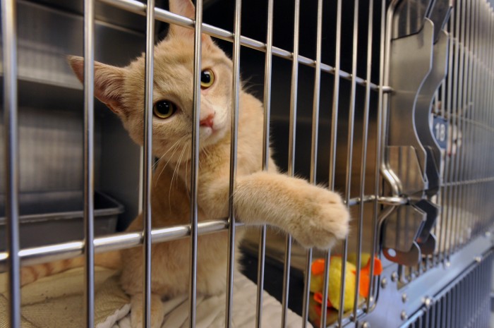 animal cruelty5075275.jpg