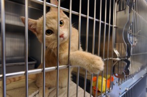 animal cruelty5075275.jpg