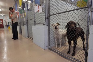 animal cruelty5075273.jpg