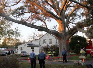 Tree Accident81008311.jpg