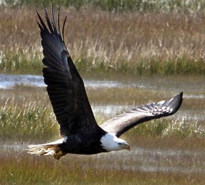Bald Eagles80994997.jpg